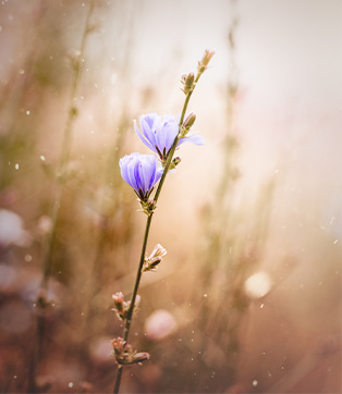 Blume im Feld