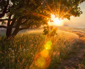 Waldlichtung mit Sonnenschein
